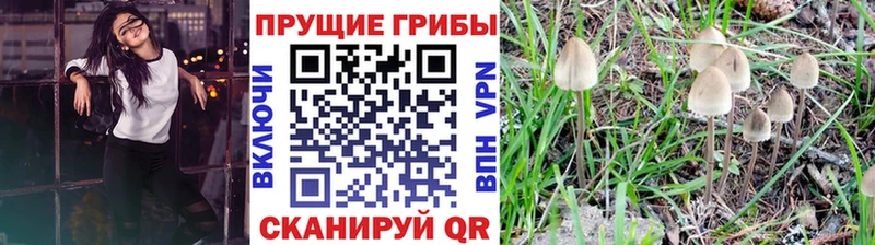 Купить закладки  Борисоглебск  Псилоцибиновые грибы MAGIC MUSHROOMS 